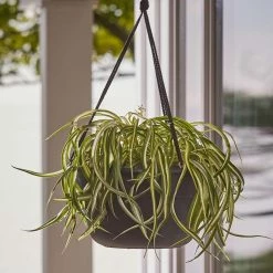 Bloem Dura Cotta 12 in. Black Plastic Self Watering Hanging Basket Planter -Litton Lane Sales Store black bloem plant hangers dchb12 00 40 1000