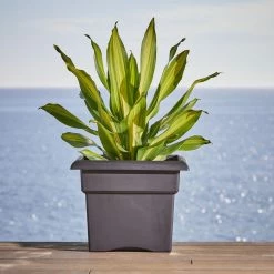 Bloem Veranda Square 18 in. Black Plastic Deck Box Planter (2-Pack) -Litton Lane Sales Store black bloem plant pots dotcomver1800 a0 1000