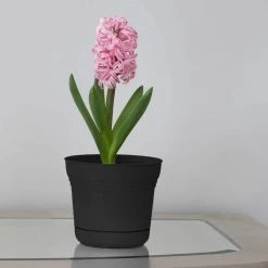 Bloem Saturn 14 in. Black Plastic Planter with Saucer -Litton Lane Sales Store black bloem plant pots sp1400 40 1000