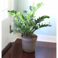 Bloem Saturn 10 in. Charcoal Plastic Planter with Saucer -Litton Lane Sales Store charcoal bloem plant pots sp10908 1f 1000