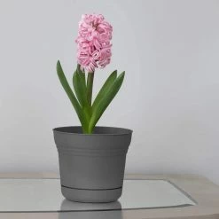 Bloem Saturn 12 in. Charcoal Plastic Planter with Saucer -Litton Lane Sales Store charcoal bloem plant pots sp12908 c3 1000