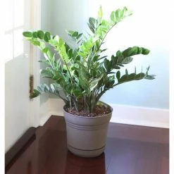 Bloem Saturn 14 in. Charcoal Plastic Planter with Saucer -Litton Lane Sales Store charcoal bloem plant pots sp14908 1f 1000