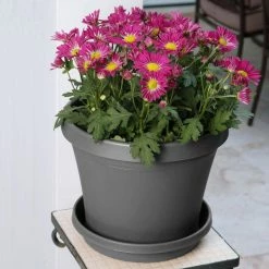 Bloem Terra 6 in. Charcoal Plastic Planter -Litton Lane Sales Store charcoal bloem plant pots tr06908 1d 1000