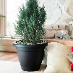 Bloem Lucca 6.75 in. Living Green Plastic Self-Watering Planter with Saucer -Litton Lane Sales Store living green bloem plant pots lp0642 31 1000