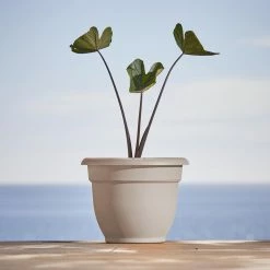 Bloem Ariana Self Watering Resin Planter 20 in. Pebble Stone Beige -Litton Lane Sales Store pebble stone beige bloem plant pots ap2083 40 1000