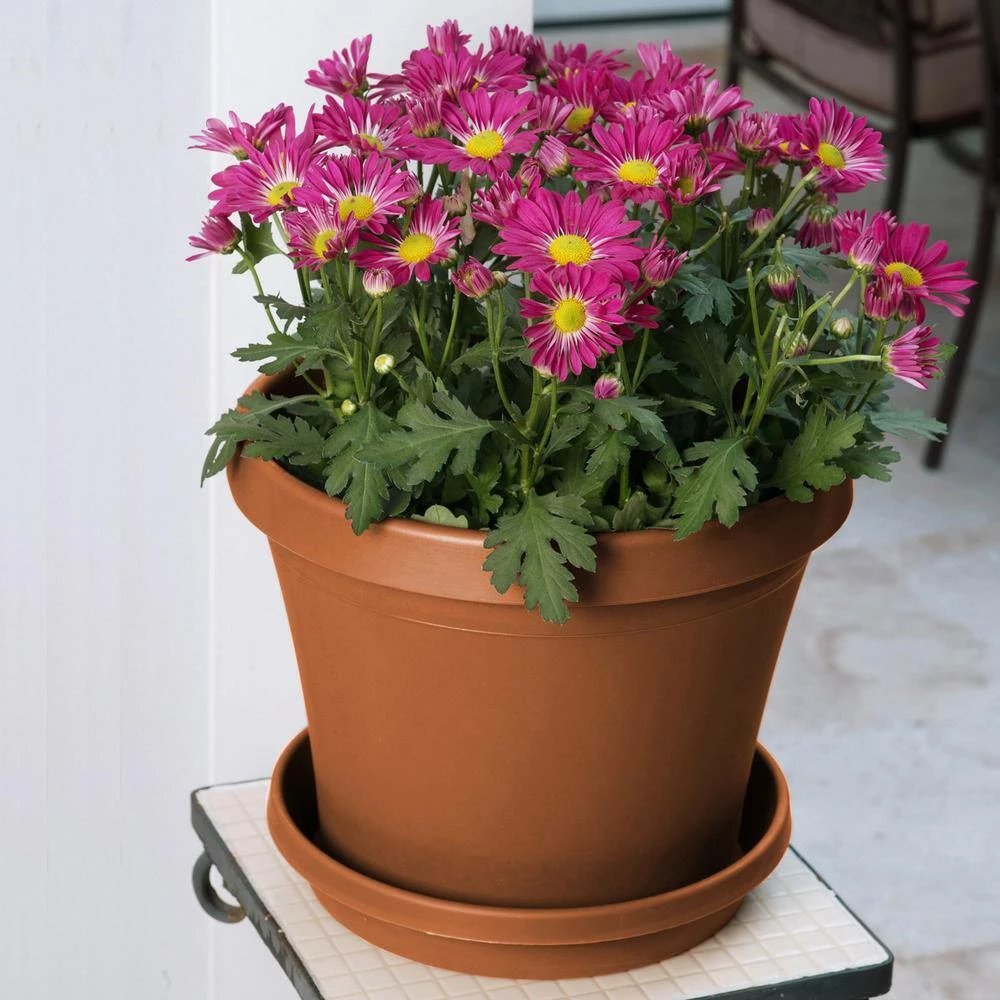 Bloem Terra 4 in. Terra Cotta Plastic Planter 7 Bloem Terra 4 in. Terra Cotta Plastic Planter - Image 5