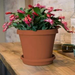 Bloem Terra 4 in. Terra Cotta Plastic Planter 10 Bloem Terra 4 in. Terra Cotta Plastic Planter -Litton Lane Sales Store terra cotta bloem plant pots 20 50004c e1 1000